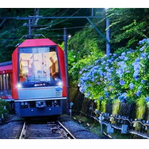 【神奈川県】箱根の風物詩「夜のあじさい号」6/15から運行スタート。記念撮影の時間やお土産も