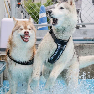 水遊びをしていたハスキー犬たち。2頭の表情に「その歯茎どうしたの？と言ってそう」「最高すぎる」