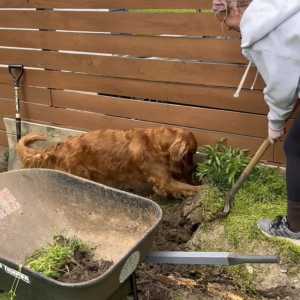 ゴールデンレトリバーが庭仕事をする飼い主さんのお手伝い！一生懸命ホリホリ中！！【アメリカ・動画】