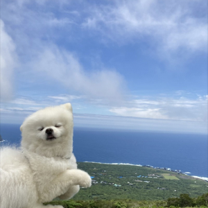 絶景をバックに愛犬を撮影したら雑なコラ画像みたいなおもしろ写真が撮れたよ！