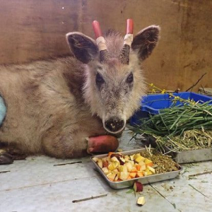 岩手県 盛岡市動物公園 ZOOMO を応援！ 誰でも見学OK　日本初の開かれた動物病院、クラファン型ふるさと納税で実現へ＿11月までに1億円