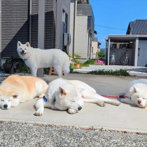 秋田犬が溶ける季節がやってきた！「春のお昼寝いいですねぇ」「みんな溶けててかわいい」