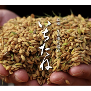 100年先に残したい米を取り揃えるECサイト、原種・在来種米穀店「いちたね」オープン