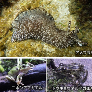 アクアワールド茨城県大洗水族館、梅雨をテーマとしたイベント『レイニーアクアワールド』6月15日より開催！