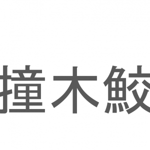 【読めたらスゴイ！】「撞木鮫」とは一体何のこと！？頭部が特徴的な海の生き物のことですが・・この漢字を読めますか？