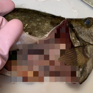 【臭い魚・神7の1尾】ゲキ臭と評判のアイゴの内臓を煮て食べてみた結果