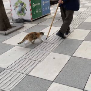 なんだかリードにひかれておさんぽ中みたいだけど・・。ネコは前を行く男性の杖を捕まようと奮闘中！！【海外・動画】