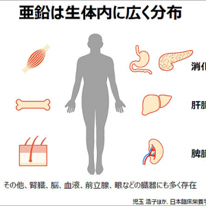 ノーベルファーマと順天堂大学の国内初調査でわかった亜鉛 Zn の重要性＿外来 入院患者の35％、利尿剤 甲状腺ホルモン 抗貧血薬 全身用抗菌薬による治療患者の50％以上が亜鉛欠乏症だった