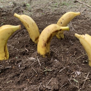 「バナナを庭に植えると良いことが起きる」という噂を聞いたので試した結果……!! ちょっとだけ感動した