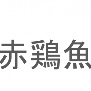 【読めたらスゴイ！】「赤鶏魚」とは一体何のこと！？漢字の通り体の赤いある魚のことですが・・この漢字を読めますか？