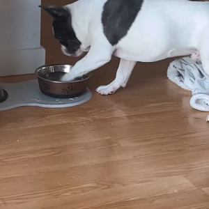 水が飲みたかったブルドッグの子犬にハプニング！おててを伸ばした次の瞬間！！【海外・動画】