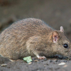 【マジか】屋根裏で捕まえたドブネズミを食べた結果→ 唐揚げにした→ なんだってぇええーっ！