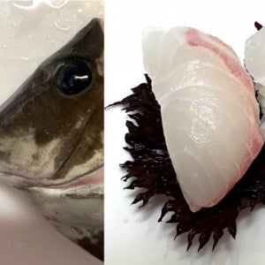 【くら寿司では1週間で完売】知る人ぞ知る美味しい魚「ニザダイ」を食べた結果!! アレが凄かった