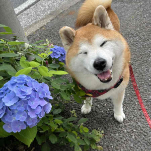 きれいな紫陽花の隣でニッコリ。笑顔の柴犬が話題に「にこーって笑顔がかわいい」