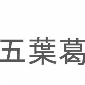 【読めたらスゴイ！】「五葉葛」とは一体何のこと！？野草として見られるある植物のことですが・・この漢字を読めますか？