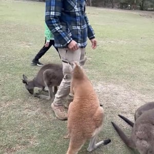 カンガルーが飛びかかるも・・。軽々といなされたカンガルーはとうとう諦めモード？【海外・動画】