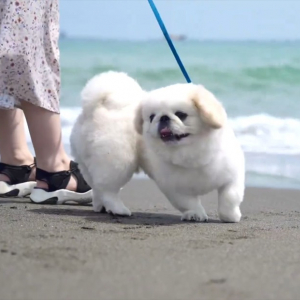 ペキニーズが大慌て！ビーチでくつろいでいたところに波が迫ってきて・・「スリリングな経験ができましたね」