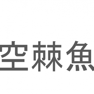 【読めたらスゴイ！】「空棘魚」とは一体何のこと！？「生きた化石」と呼ばれる生物なのですが・・・この漢字を読めますか？
