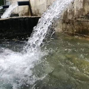 マスの遡上がスゴい！高所から勢いよく水の流れるパイプに向かって逆流ジャンプ！