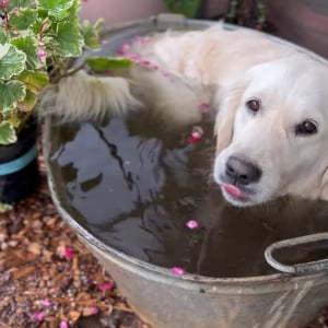 温室の水桶に浸かるゴールデンレトリバー。上がってから体をブルブルすれば・・水やりもできちゃう！！【海外・動画】