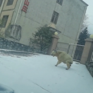 ターキンがスキーしてる！？雪が積もった坂をそろりそろりと滑っていく【海外・動画】