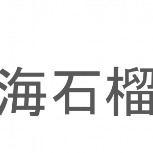 【読めたらスゴイ！】「海石榴」とは一体何のこと！？海とは入っていますが「控えめな素晴らしさ」等の花言葉のある植物の事ですが・・・この漢字を読めますか？