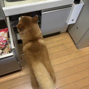 雷が怖い！狭いところに入りたがる柴犬ですが・・。どこにも入れず最終的に向かったその先とは？？