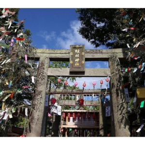【福岡県小郡市】全国から色とりどりの短冊が集まる伝統行事「七夕神社の夏まつり」。露店やステージも
