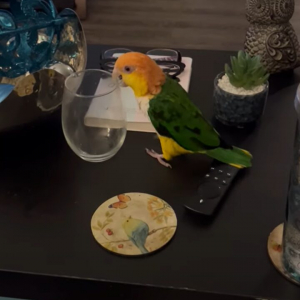 楽しく遊ぶシロハラインコ。マイブームはテーブルからのグラス落とし！？【アメリカ・動画】