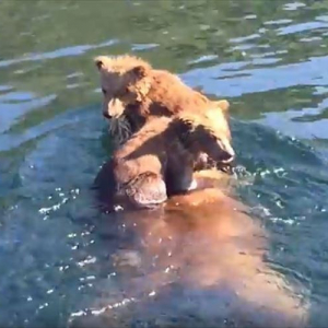 熊ってこんなに泳げたんだ！2匹の子グマを背中に乗せて湖を横断!! 子供を守る母親グマの泳ぎっぷりがたくましい!!