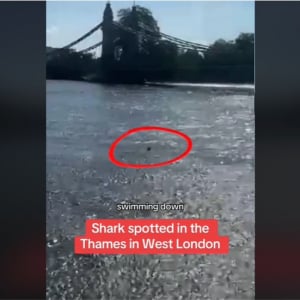 ロンドンのテムズ川でサメが目撃される 「セーヌ川の次はテムズ川かよ」「Netflixのプロモーション？」