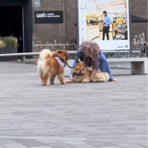 「絶対歩かないもん！」テコでも動こうとしないチャウチャウに飼い主さんお手上げ！【海外・動画】