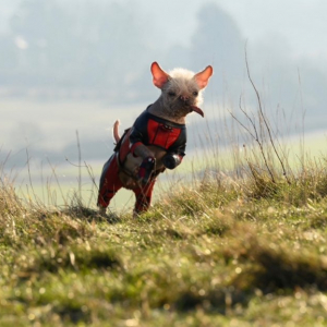 ディズニーやるなあ！ いやーコレはマジでヤバイ！ デッドプールが1時間ずっと犬に舐められる動画をマーベル公式が公開！