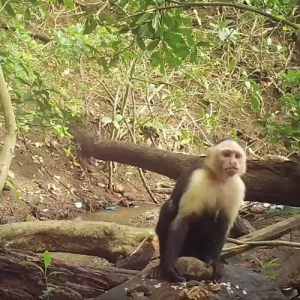 野生の猿が石を道具として利用しし食べ物を砕く様子が目撃された！