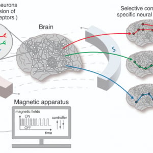 韓国研究チーム、磁場を用いて脳回路を遠隔制御する新技術を開発｜脳とコンピュータを繋ぐ“BCI”の進歩へ