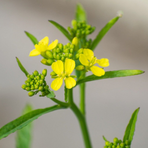 「からし菜」とはどんな植物？カラシが採れるの？菜の花やわさび菜との違いは？