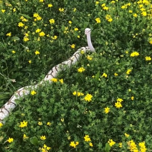 お花畑に真っ白なヘビ！これはなんだか縁起が良さそうなシチュエーション【海外・動画】