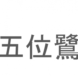 【読めたらスゴイ！】「五位鷺」とは一体何のこと！？鳴き声が特徴的でペンギンにも似ている鳥ですが・・・この漢字を読めますか？