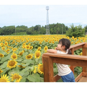 【千葉県成田市】圧巻のひまわり畑や水遊びに昆虫展！「成田ゆめ牧場」に子どもの大好きな夏が大集合