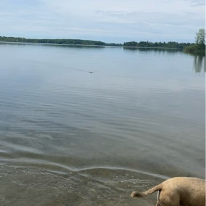 まさかワニ？愛犬がいる川岸に向かって泳いで迫る影。その意外な正体とは【海外・動画】