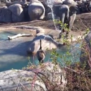 ゾウ vs ガチョウの対決！？蹴られても水を掛けられてもおちょくり続けるガチョウが強すぎ！