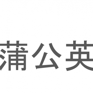 【読めたらスゴイ！】「蒲公英」とは一体何のこと！？春を代表する花のひとつですが・・・この漢字を読めますか？