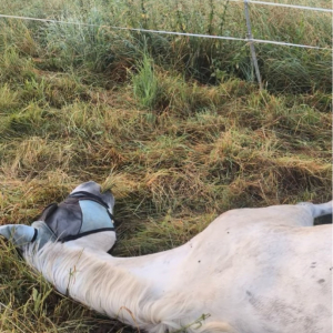 寝たままウマウマ。馬が横になってお昼寝していると思ったら・・口が動いている！？【海外・動画】