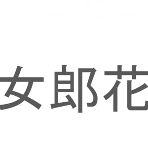 【読めたらスゴイ！】「女郎花」とは一体何のこと！？「秋の七草」としても知られる花なのですが・・・この漢字を読めますか？