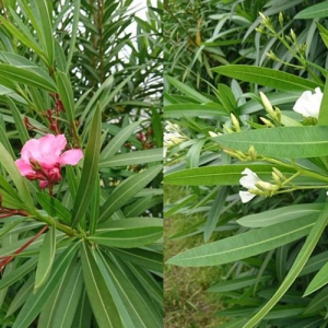 【注意喚起】案外身近な場所にも植えてある！毒性が凄まじい『夾竹桃（きょうちくとう）』に要注意！