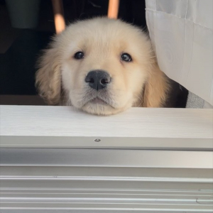 ベランダに出ると見にくる。ゴールデンレトリバーの子犬時代から変わらないルーティンがかわいすぎる！