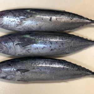 ウマすぎてカルト的人気を誇る幻のグルメ「ソウダガツオの新子」を食べた結果 →入信しました