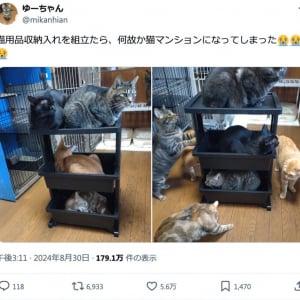 猫用品をしまう収納を組み立てたらかわいすぎる結末「猫が自分から収納されていく」「猫マンション」