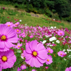 横須賀市くりはま花の国、約100万本のコスモスが開花する「コスモスまつり」9月7日より開催！三浦半島最大級・入場無料で「花摘み大会」も実施