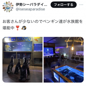 ペンギン達が水族館を堪能「これはもう可愛すぎるし、ペンギンさんの遠足」